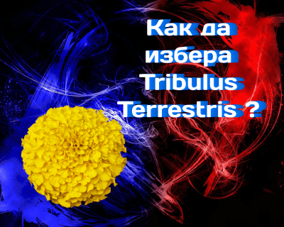 Как да избера Tribulus Terrestris